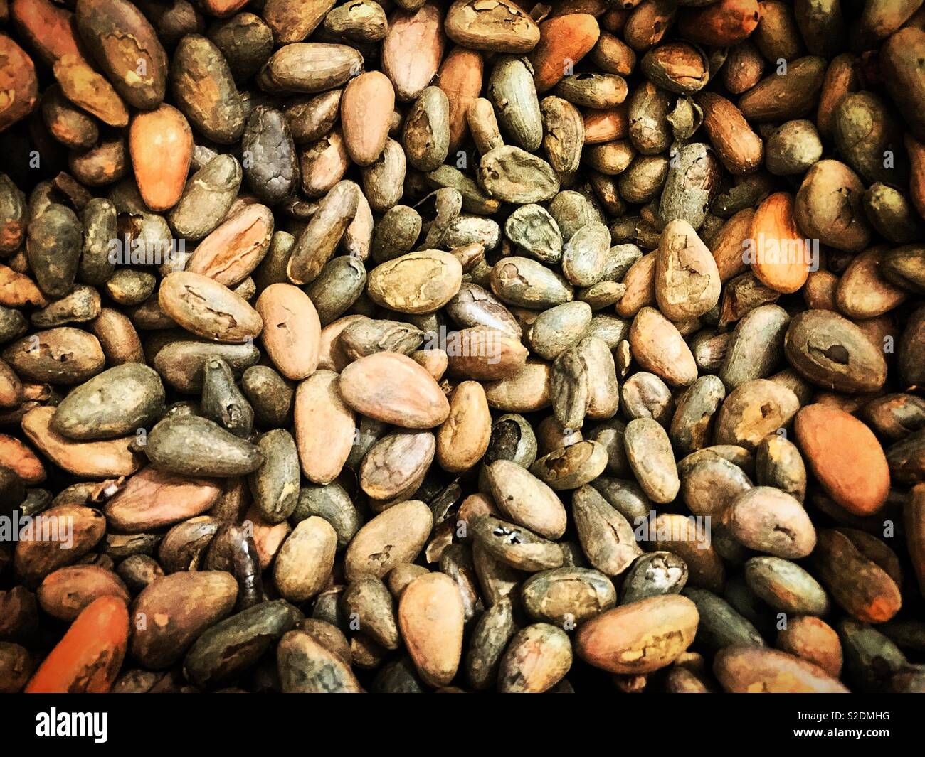 Toasted cocoa beans for sale in Oaxaca, Mexico Stock Photo Alamy