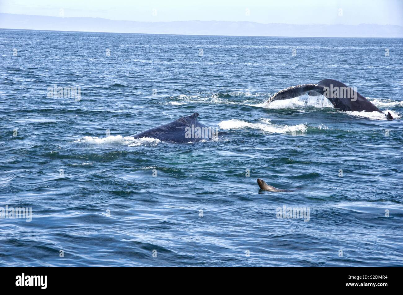 Humpback Whale Watching Stock Photo