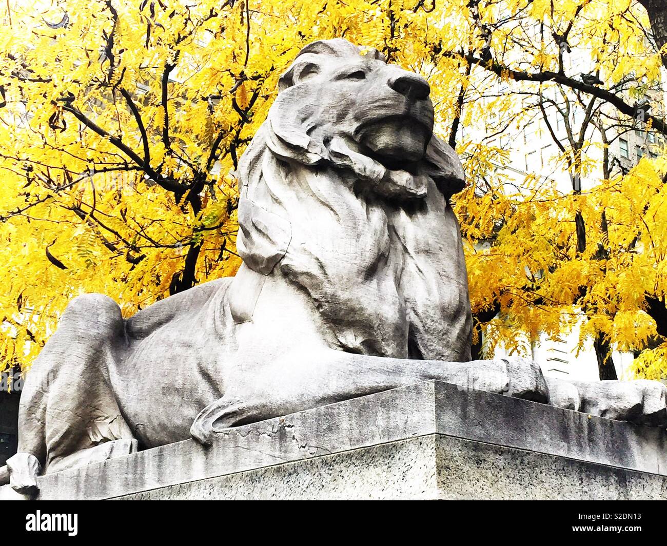 Fortitude the library lion statue in front of the main New York public library on fifth Avenue in front of a vibrant yellow tree on in autumn afternoon, NYC, USA Stock Photo
