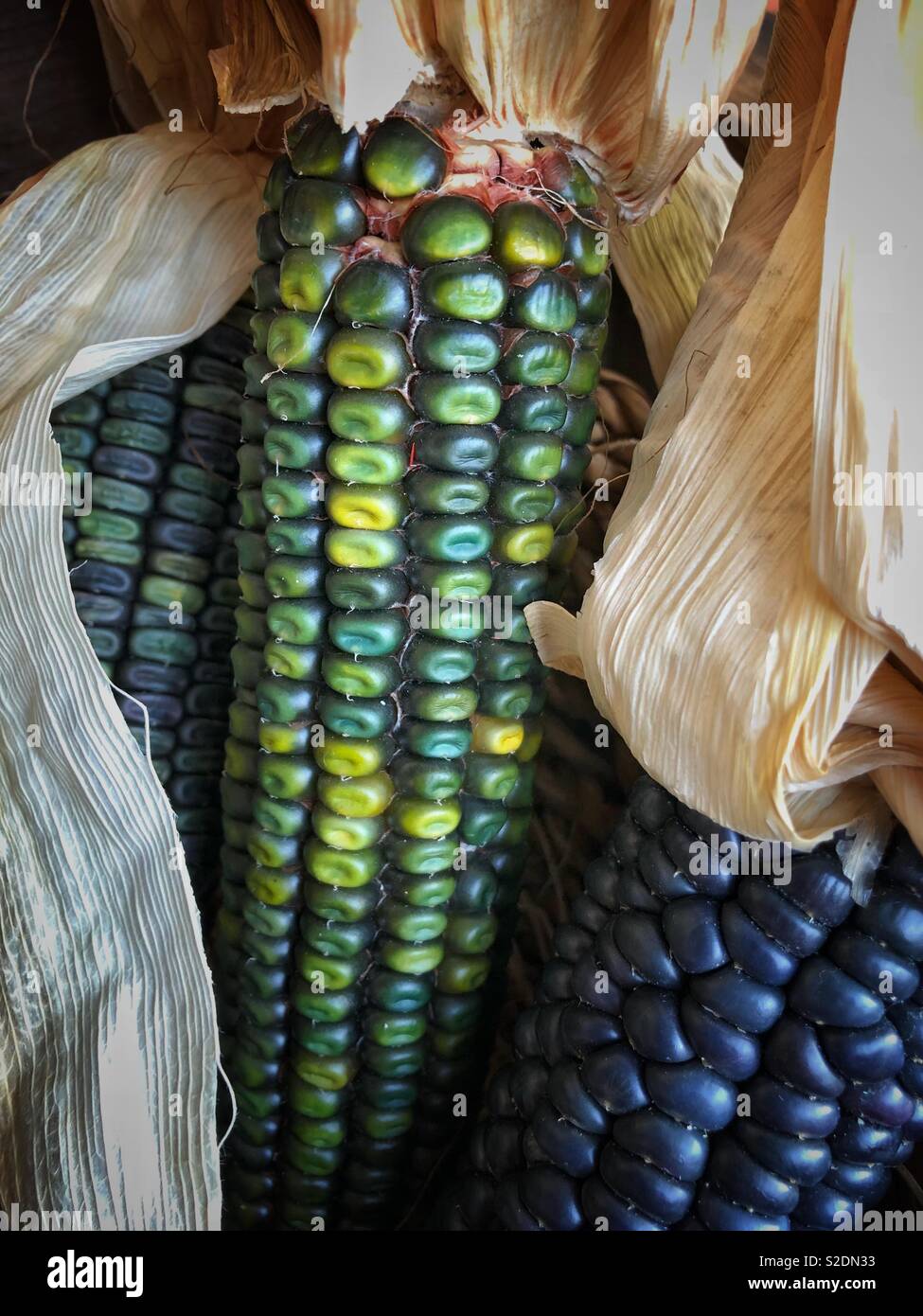 Indian Corn, with its rich array of multicolored kernels in hues of blue, red, yellow, and brown, is a traditional symbol of the fall harvest season. - Smartphone Captured Stock Image