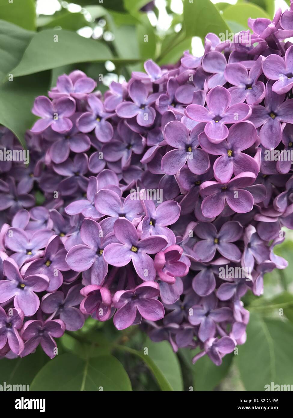 Beautiful lilac flowers Stock Photo Alamy