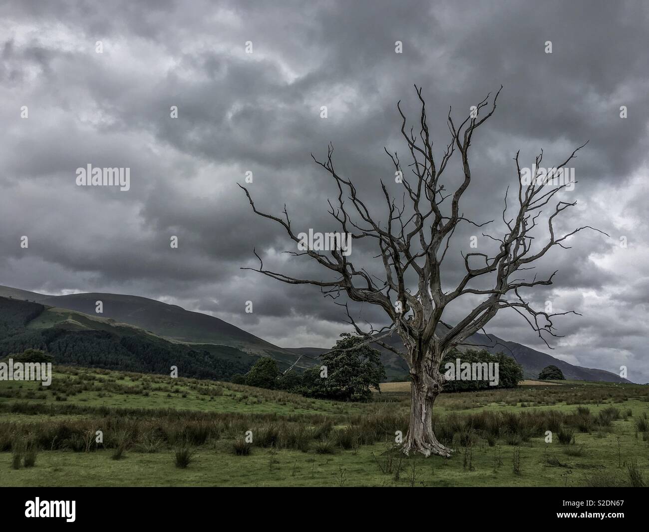 Lonely Tree Lake District Landscape Stock Photo