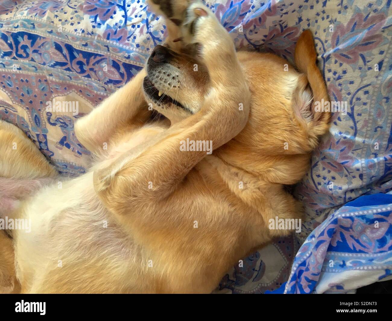 Labrador retriever playing peekaboo Stock Photo