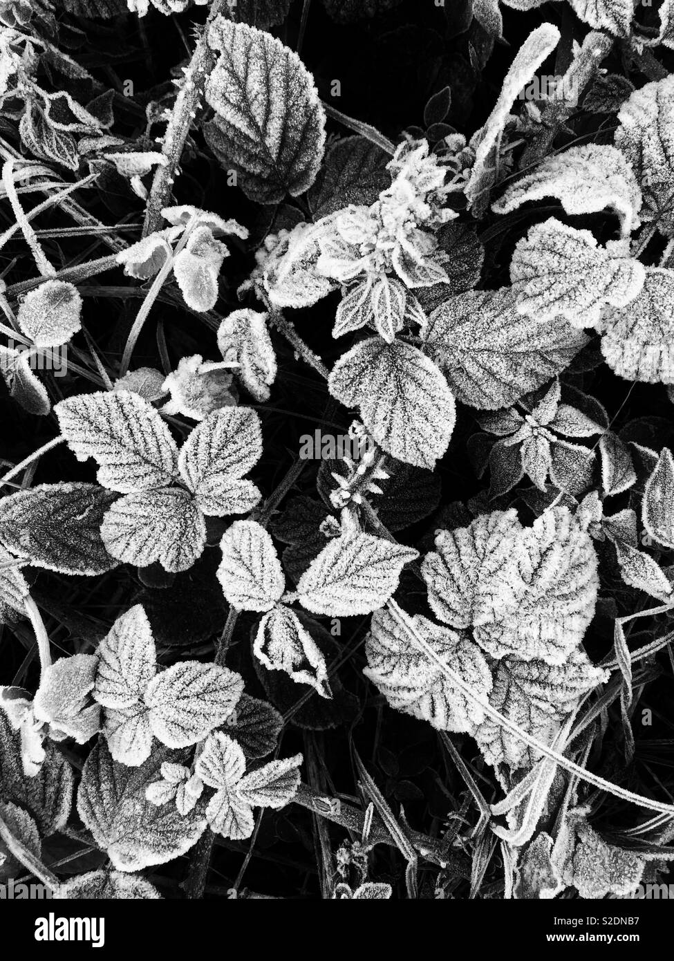 Frost covered leaves. - Smartphone Captured Stock Image