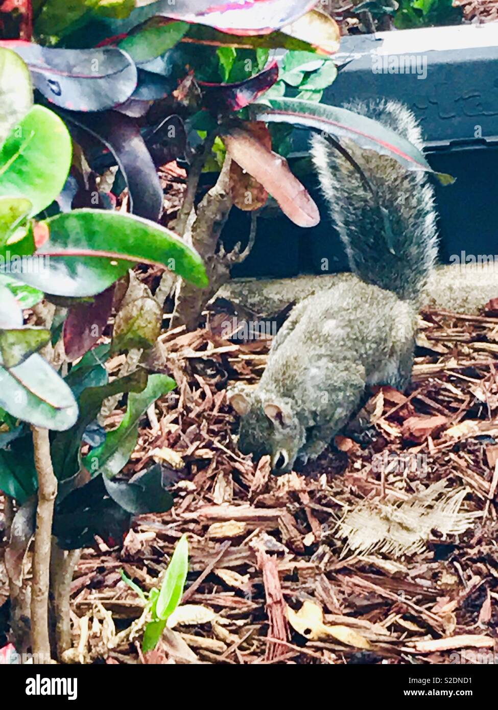 A grey squirrel burrowing Stock Photo