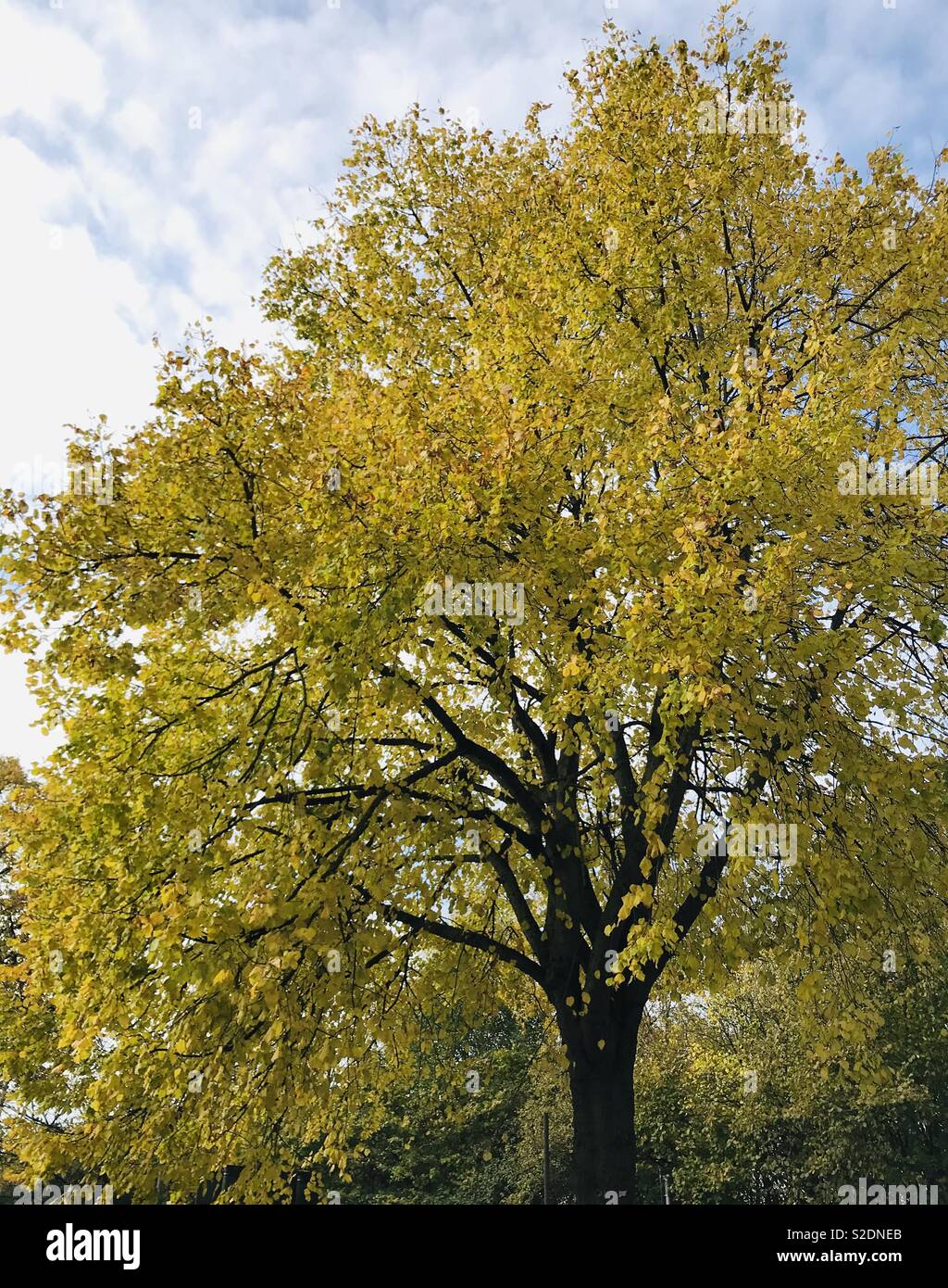 Yellow trees Stock Photo