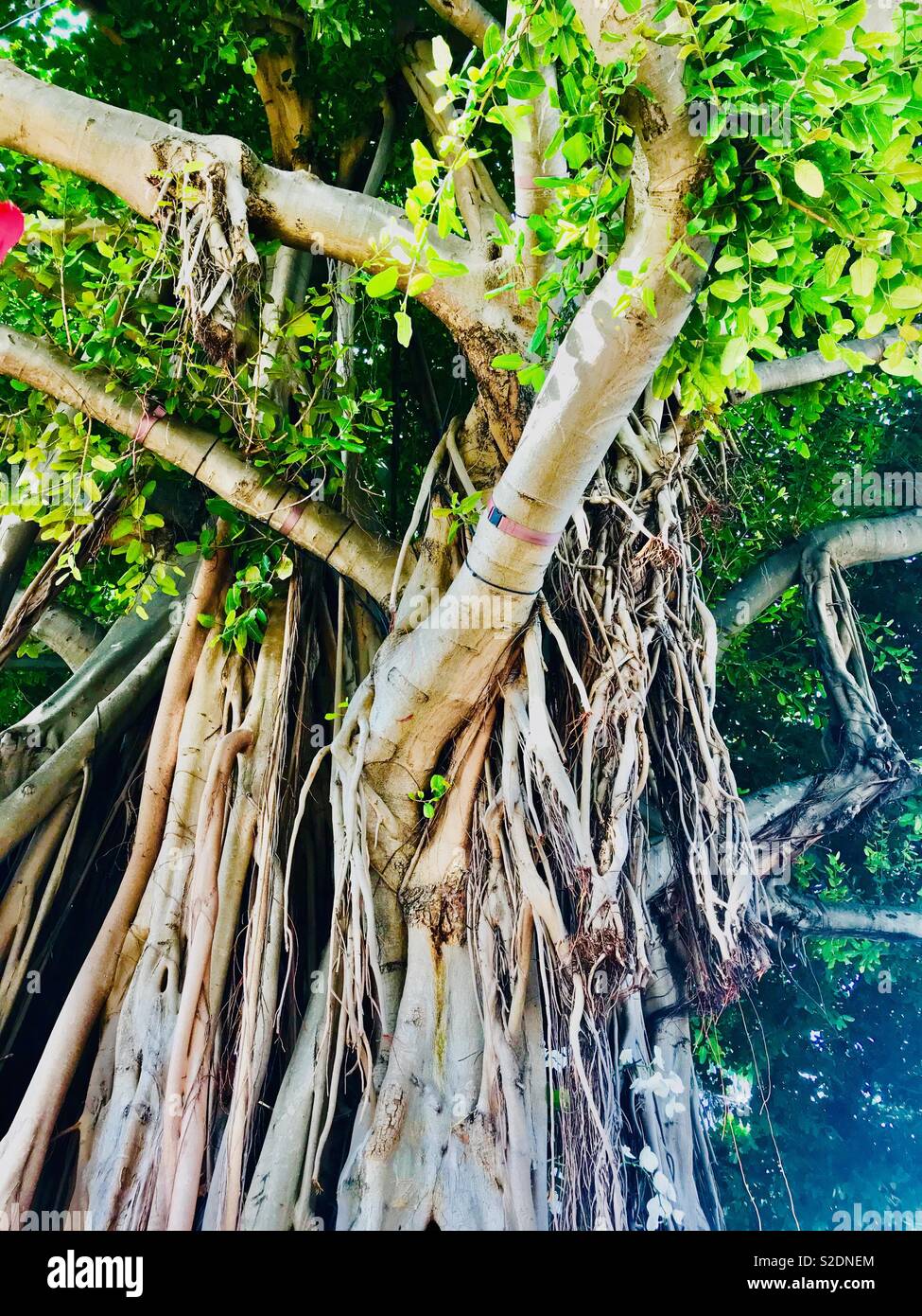 Banyan Tree at Bayside Marketplace Miami Stock Photo