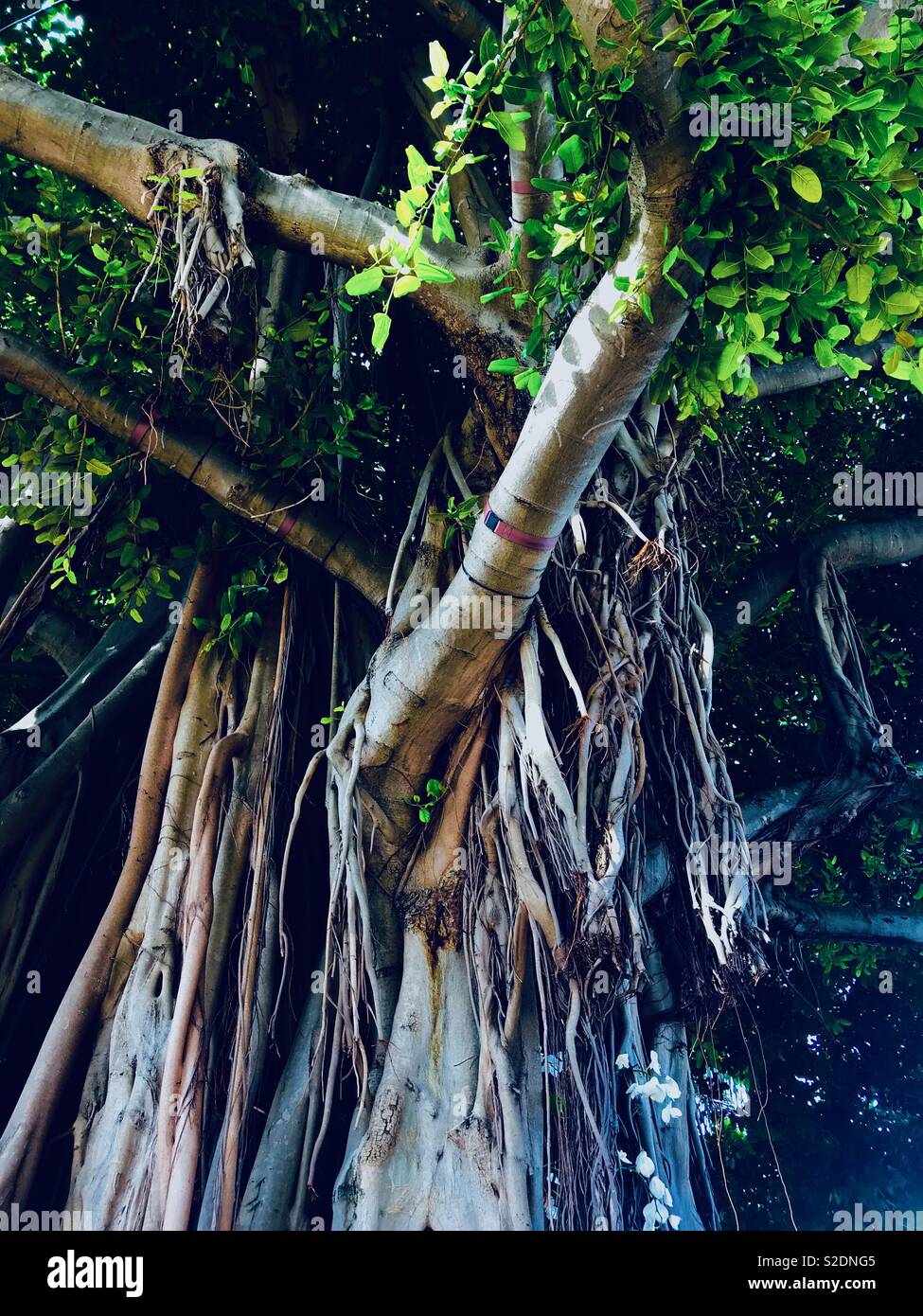 Old Banyan tree at Bayside Marketplace Stock Photo