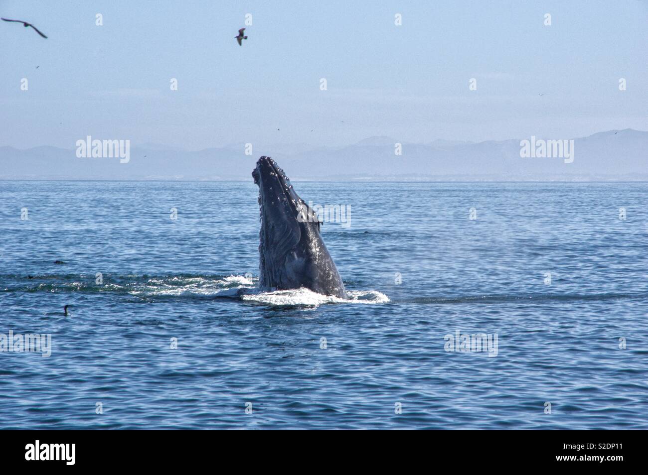 Humpback Whale Lunging Stock Photo