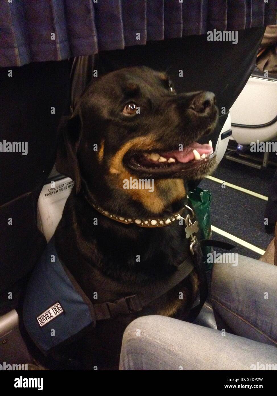 Service dog on Aeroplane seated next to owner - Smartphone Captured Stock Image