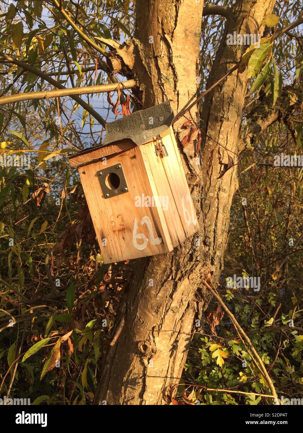 A bird box fixed to a willow tree at Walthamstow Wetlands, an urban nature reserve in London, UK Stock Photo