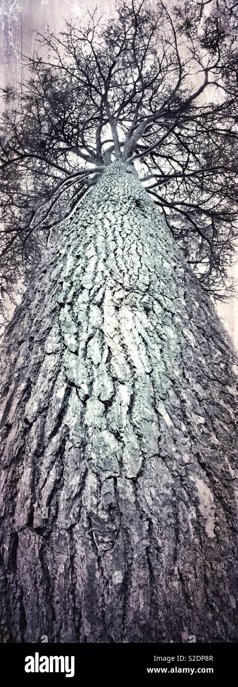 Textured trunk of a Cedar of Lebanon tree, monochrome, grunge. - Smartphone Captured Stock Image