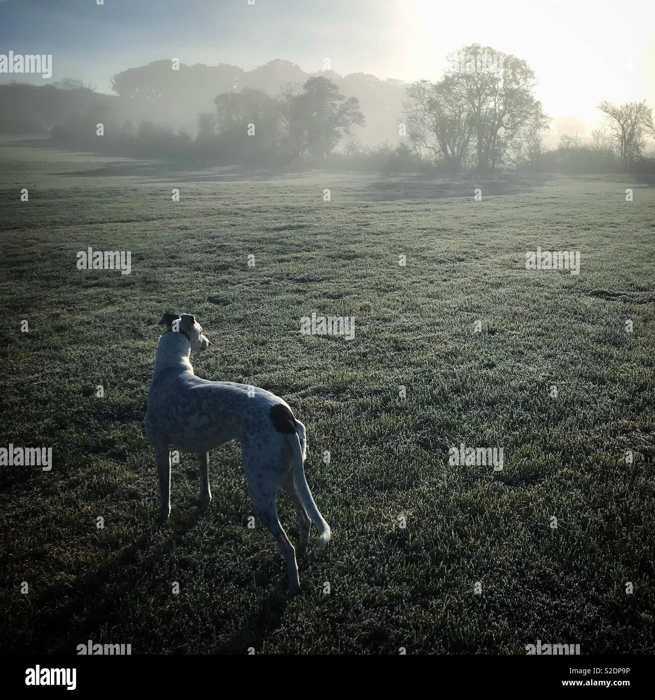 Greyhound on an early morning walk - Smartphone Captured Stock Image
