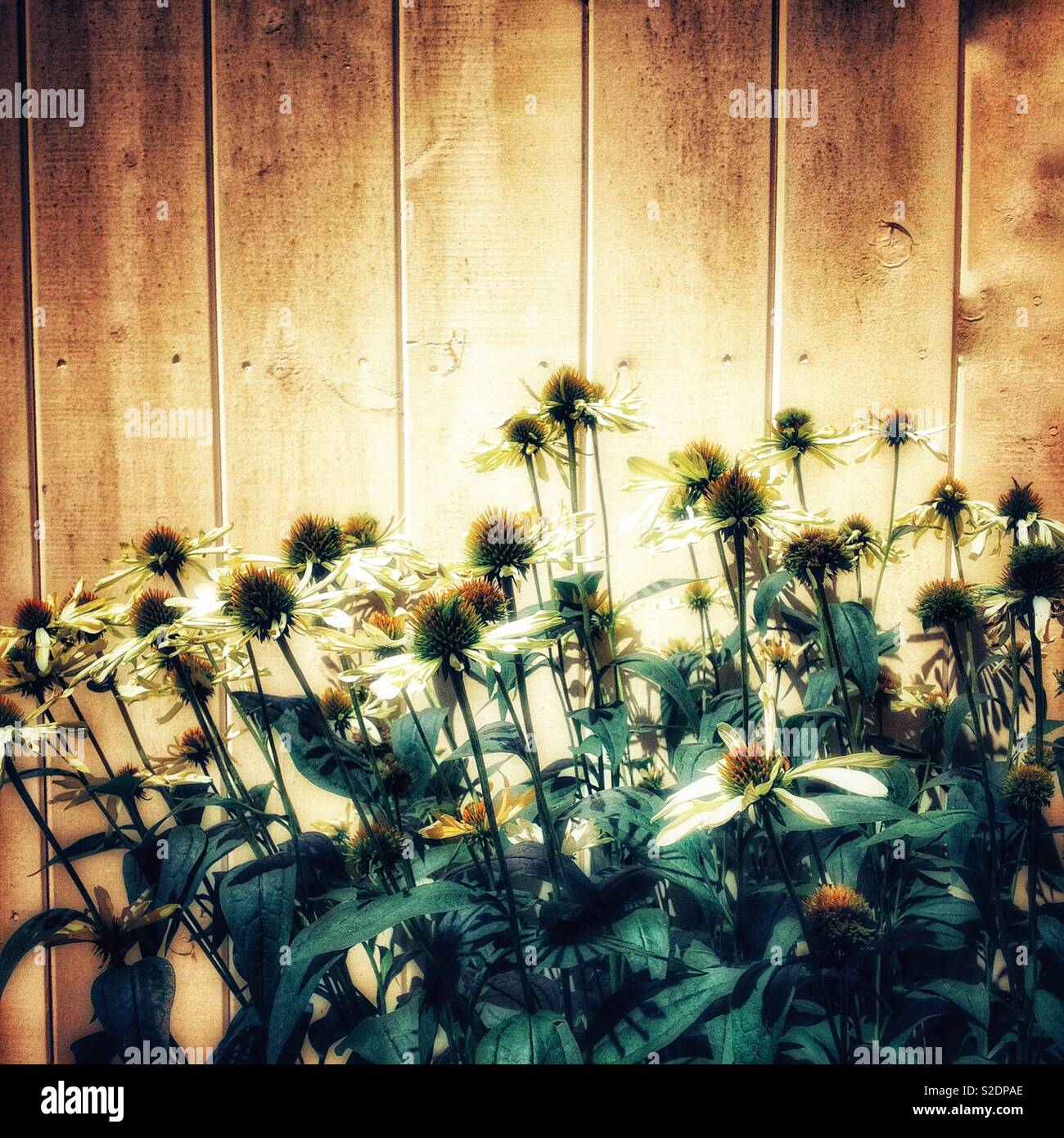 Yellow flowers against a wood wall - Smartphone Captured Stock Image