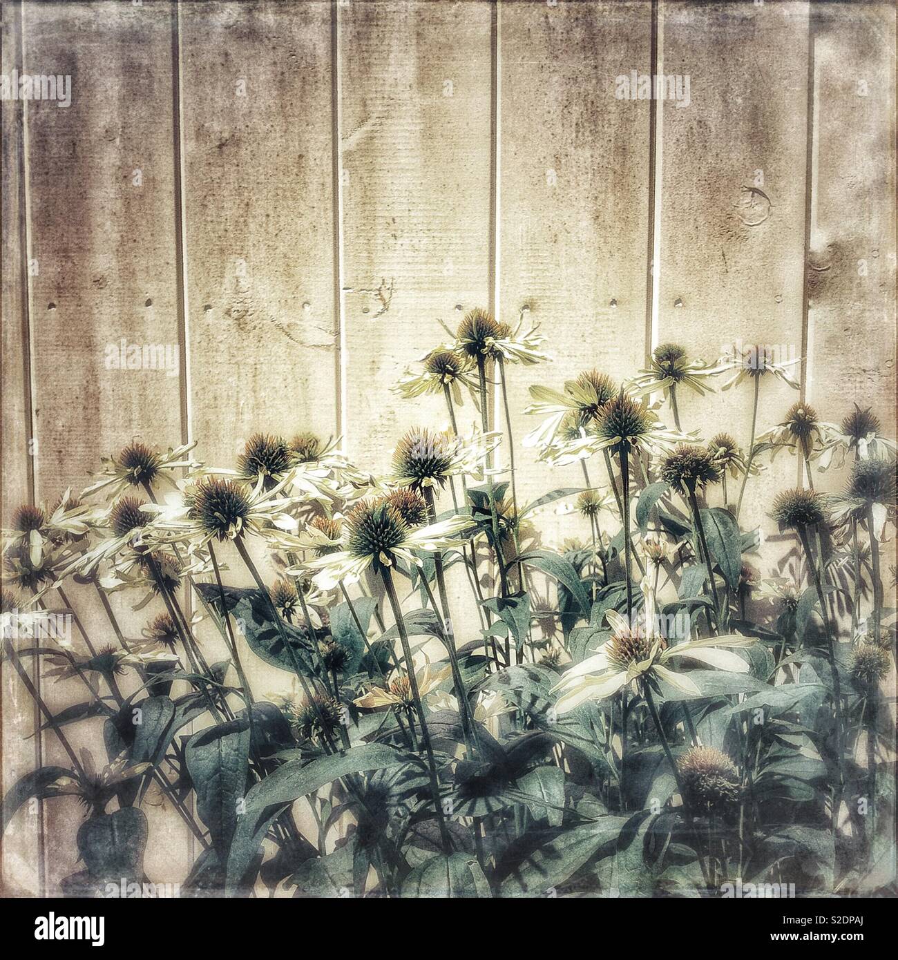 Yellow flowers against a wood wall - Smartphone Captured Stock Image
