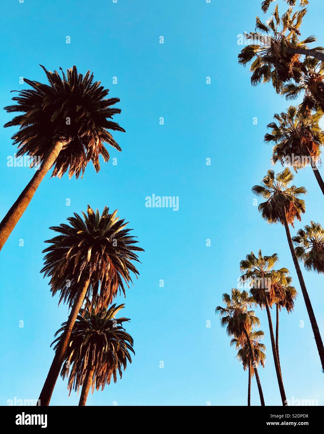 Los Angeles palm trees Stock Photo Alamy