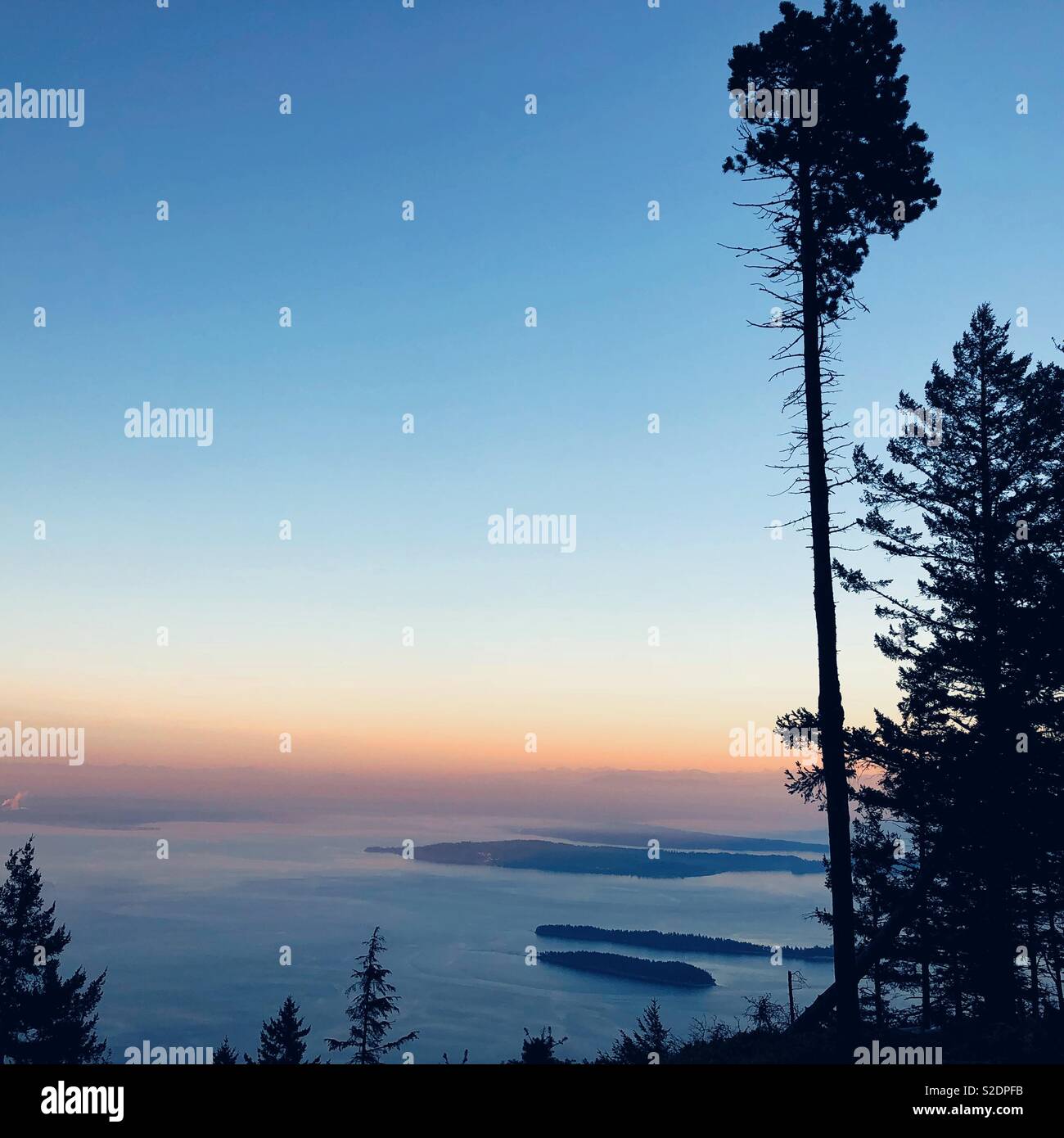 Weathered fir tree silhouetted against sunset sky - Smartphone Captured Stock Image