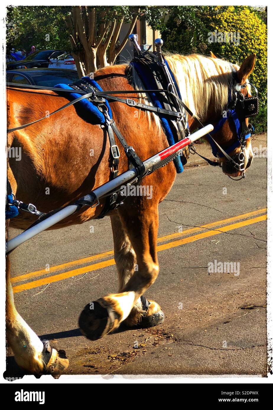 Horse Pulling Carriage High Resolution Stock Photography and Images Alamy