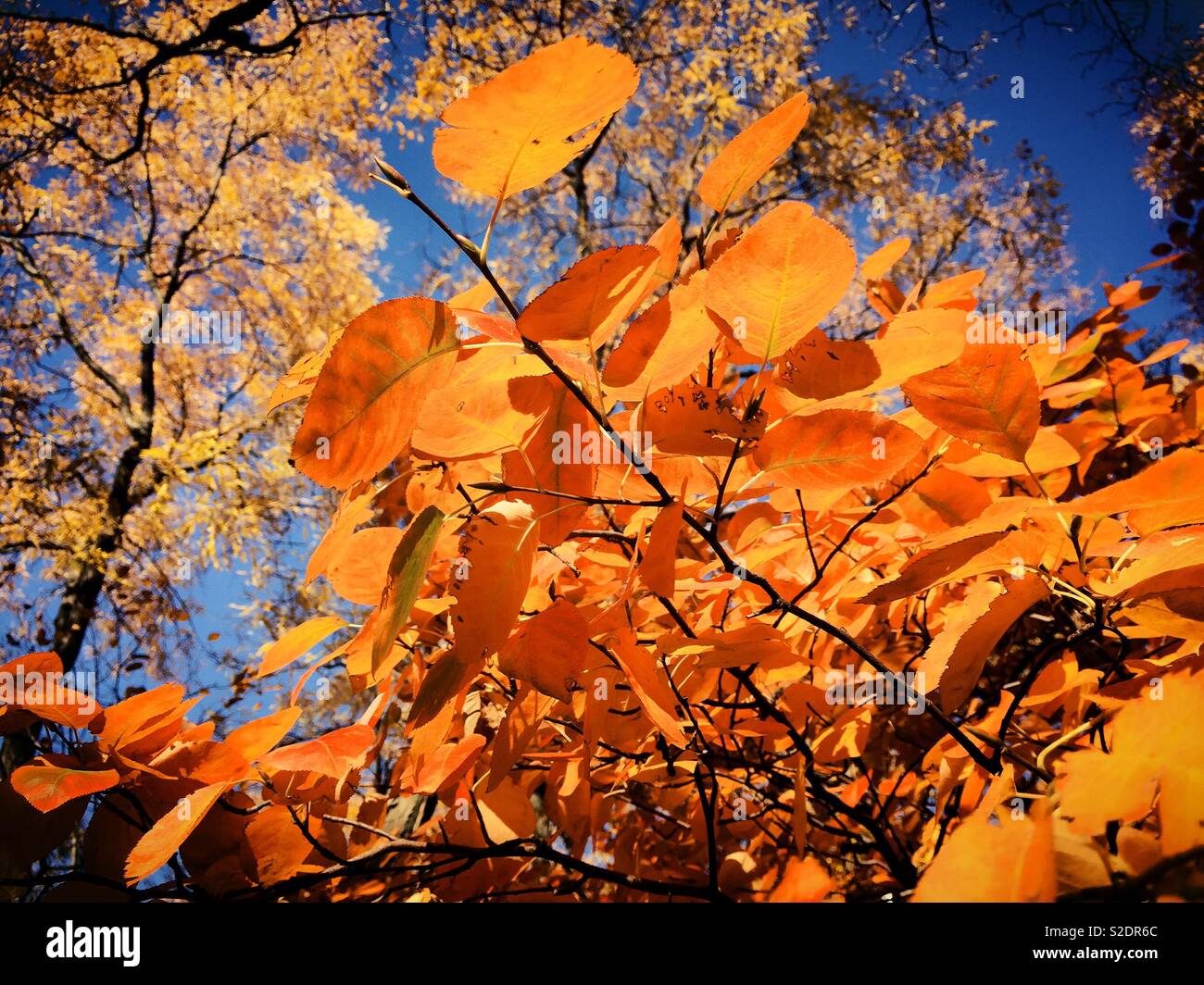 Autumn leaves still on the tree shock from below, north east, United