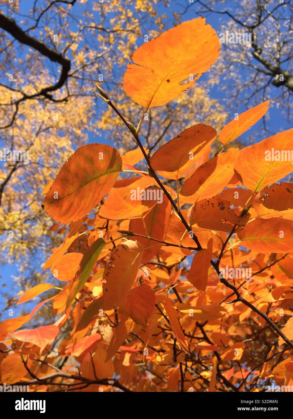 Brightly colored leaves still on the tree on a bright autumn afternoon, Northeast, USA - Smartphone Captured Stock Image