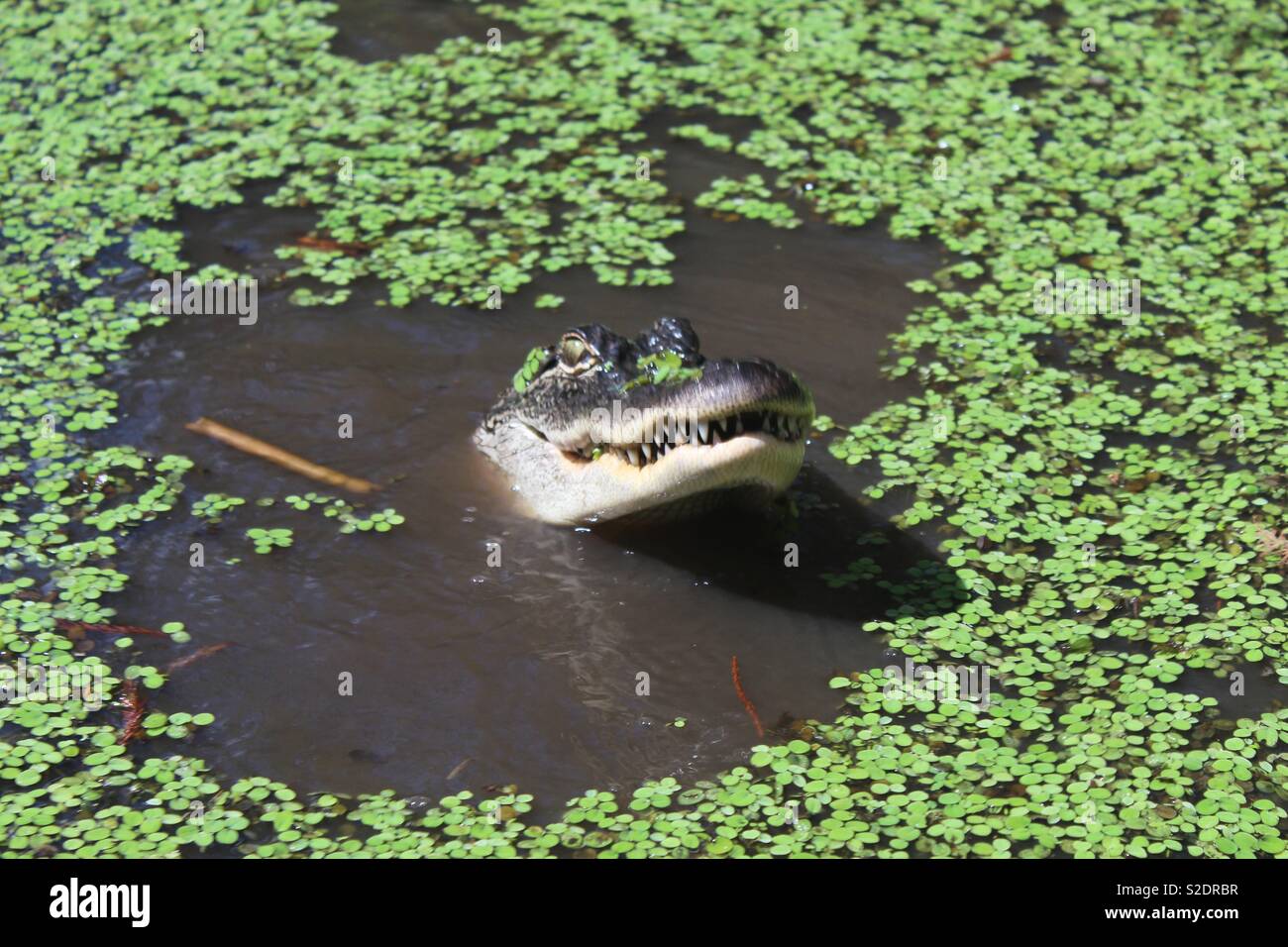 Take my picture! Stock Photo Alamy