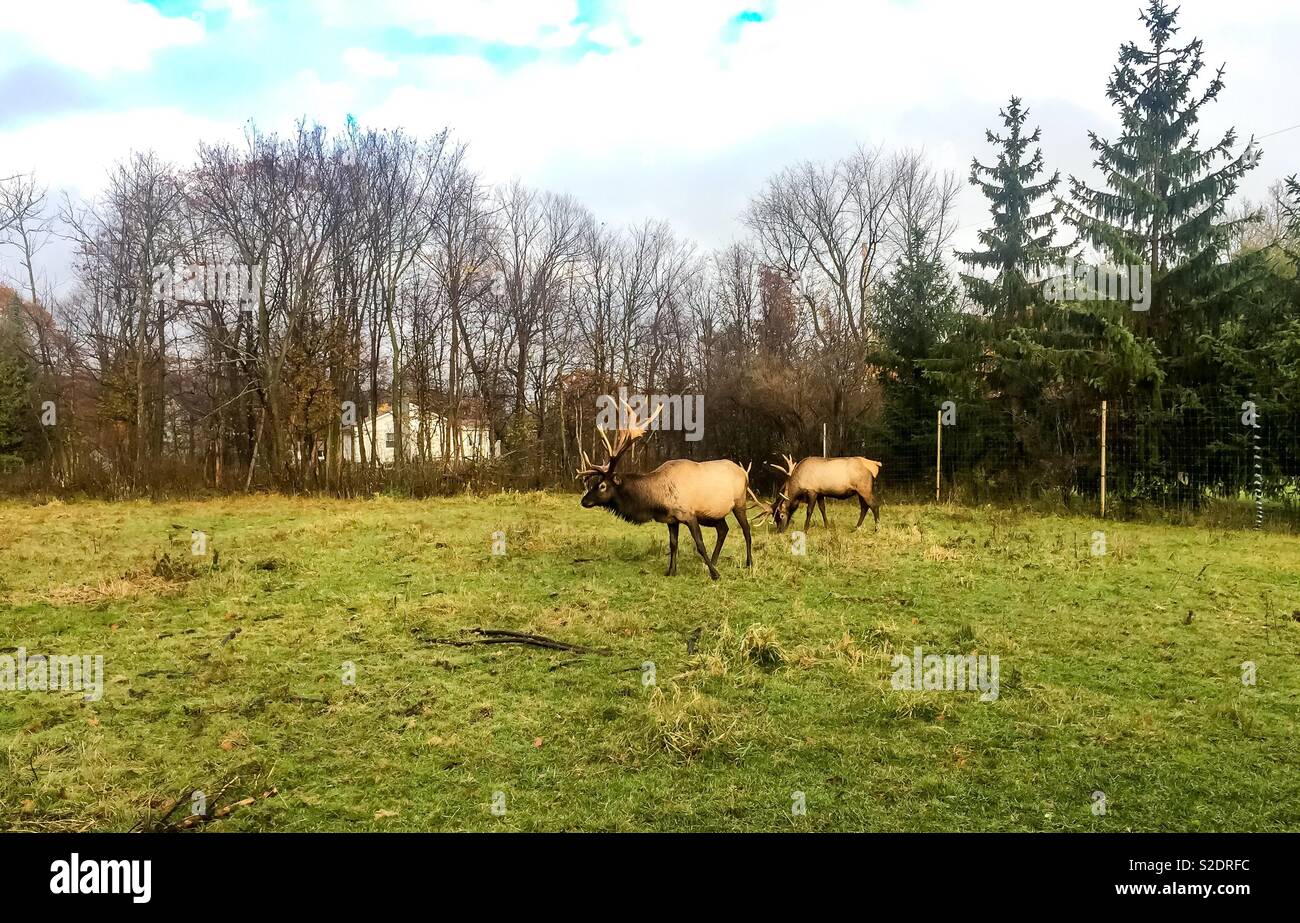Free-range elk in an urban ranch - Smartphone Captured Stock Image