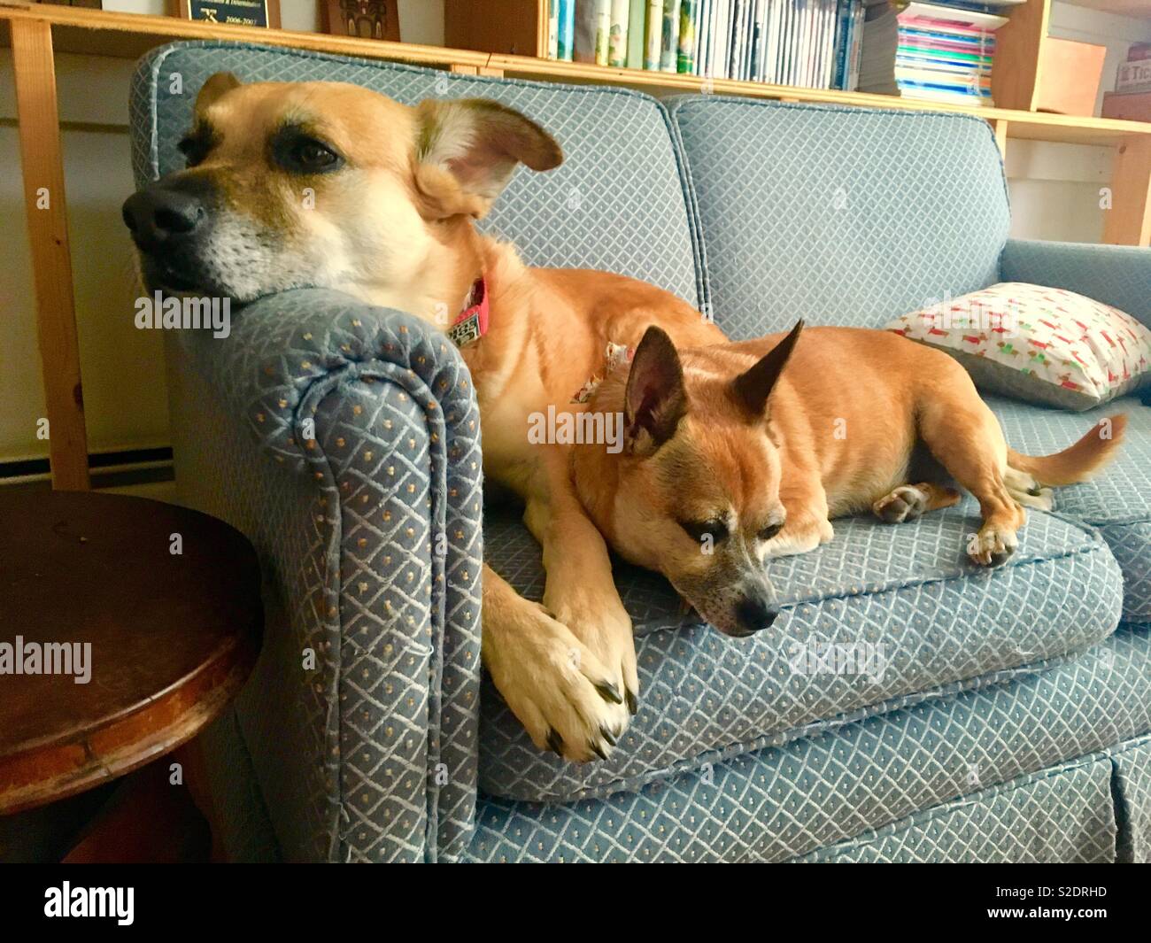Dogs on couch at home relaxing in the lounge room - Smartphone Captured Stock Image