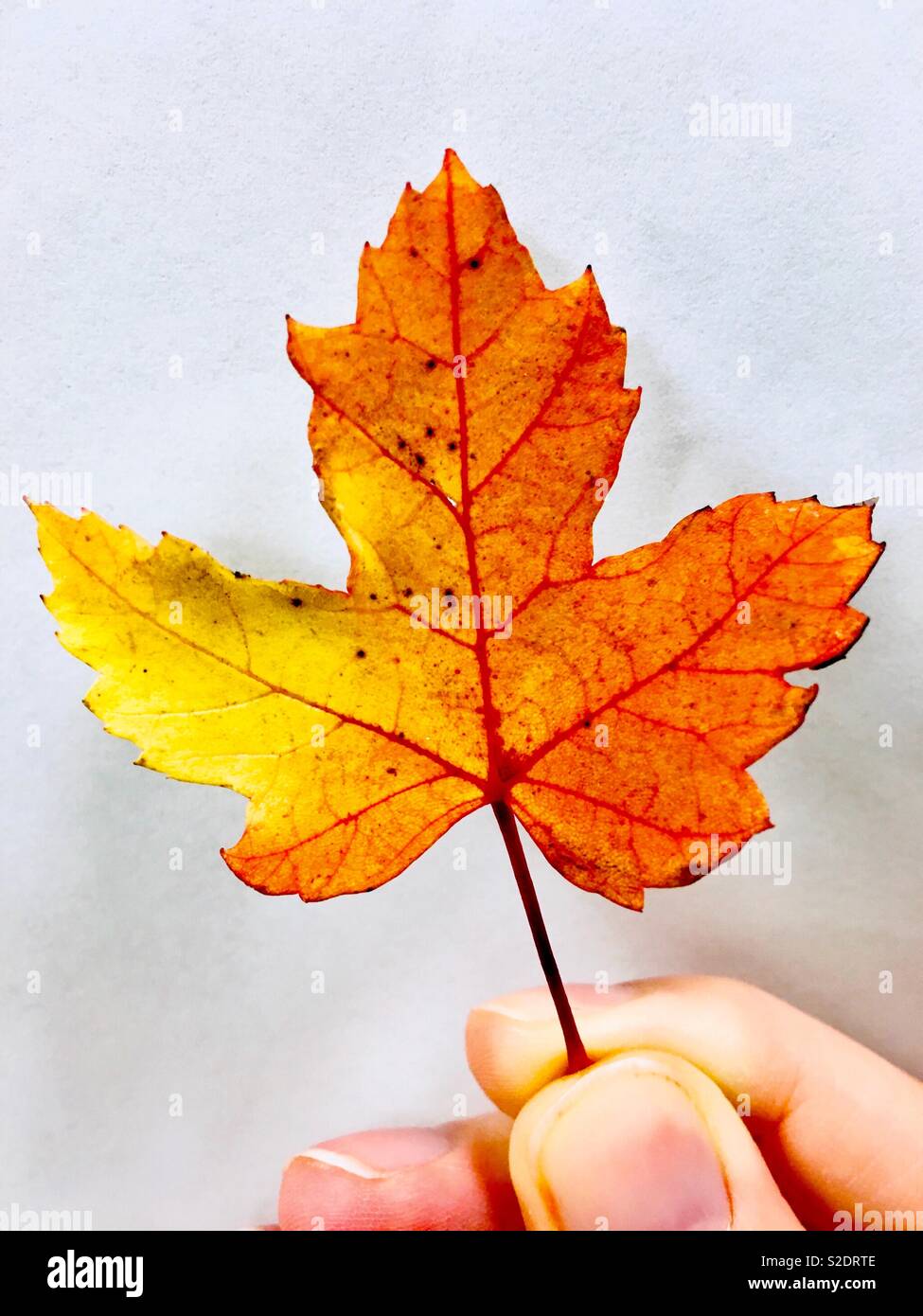 Multi-colored autumn leaf of orange and yellow held by a person’s fingers - Smartphone Captured Stock Image