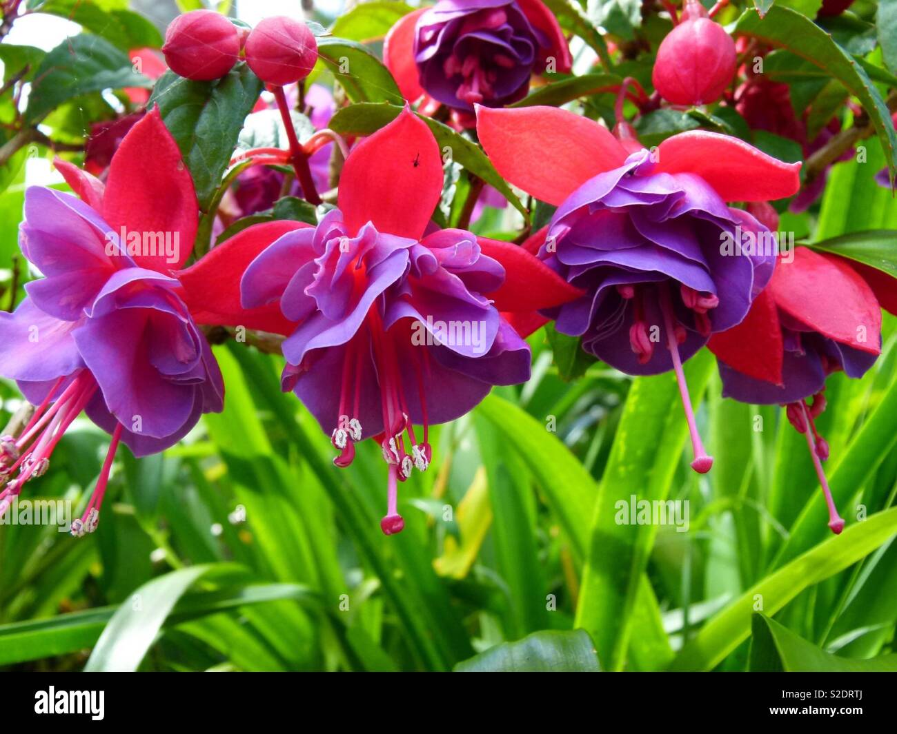 Fuchsia flowers Stock Photo