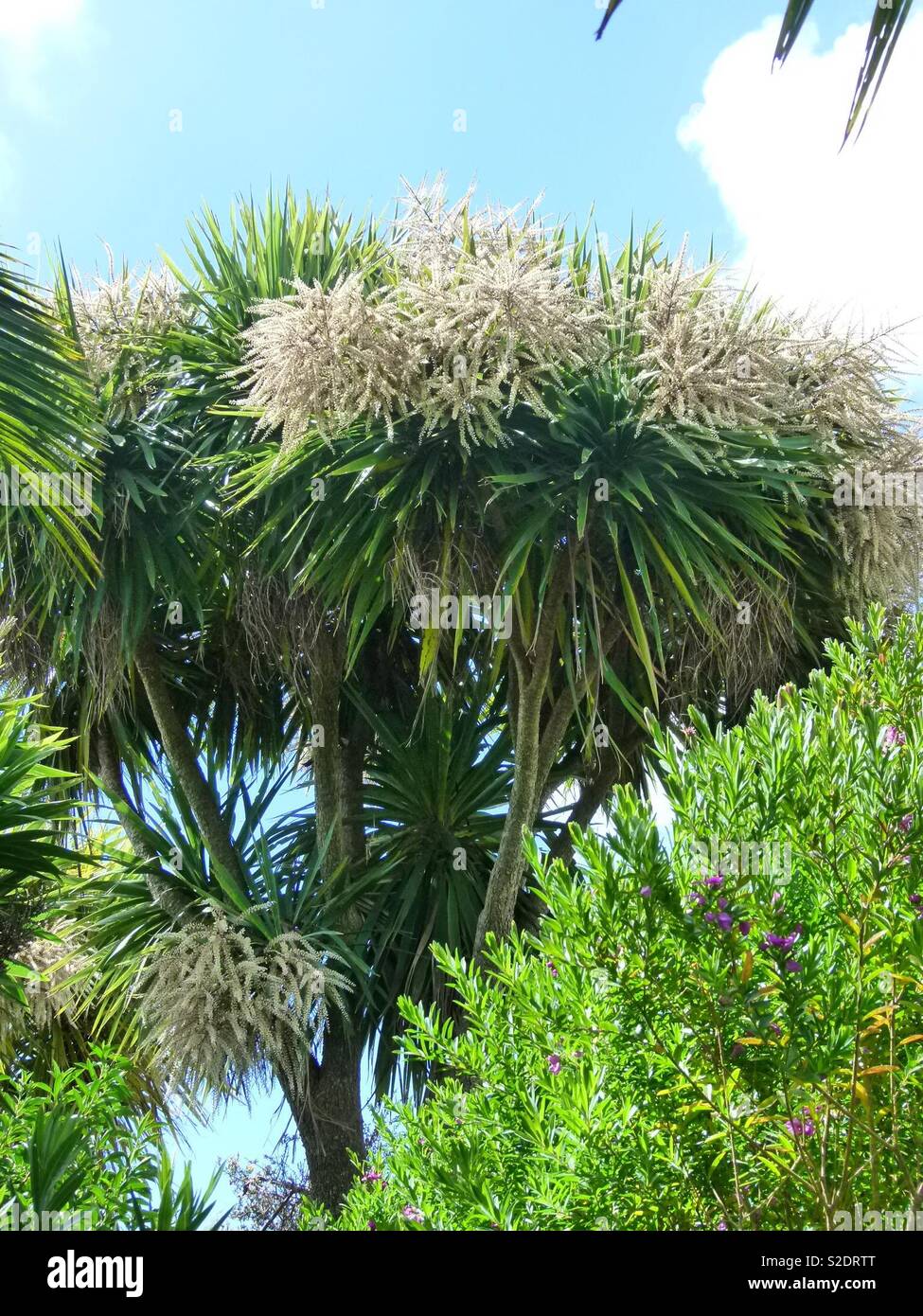 Cabbage Tree Blooming Stock Photo Alamy Cabbage Tree Blooming Stock Photo Alamy