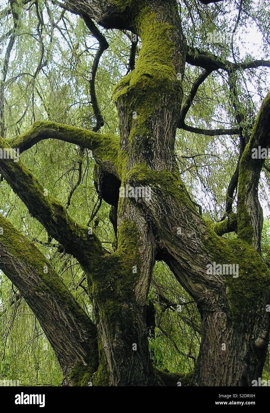 Gnarly tree beauty in the heart of Seattle Stock Photo