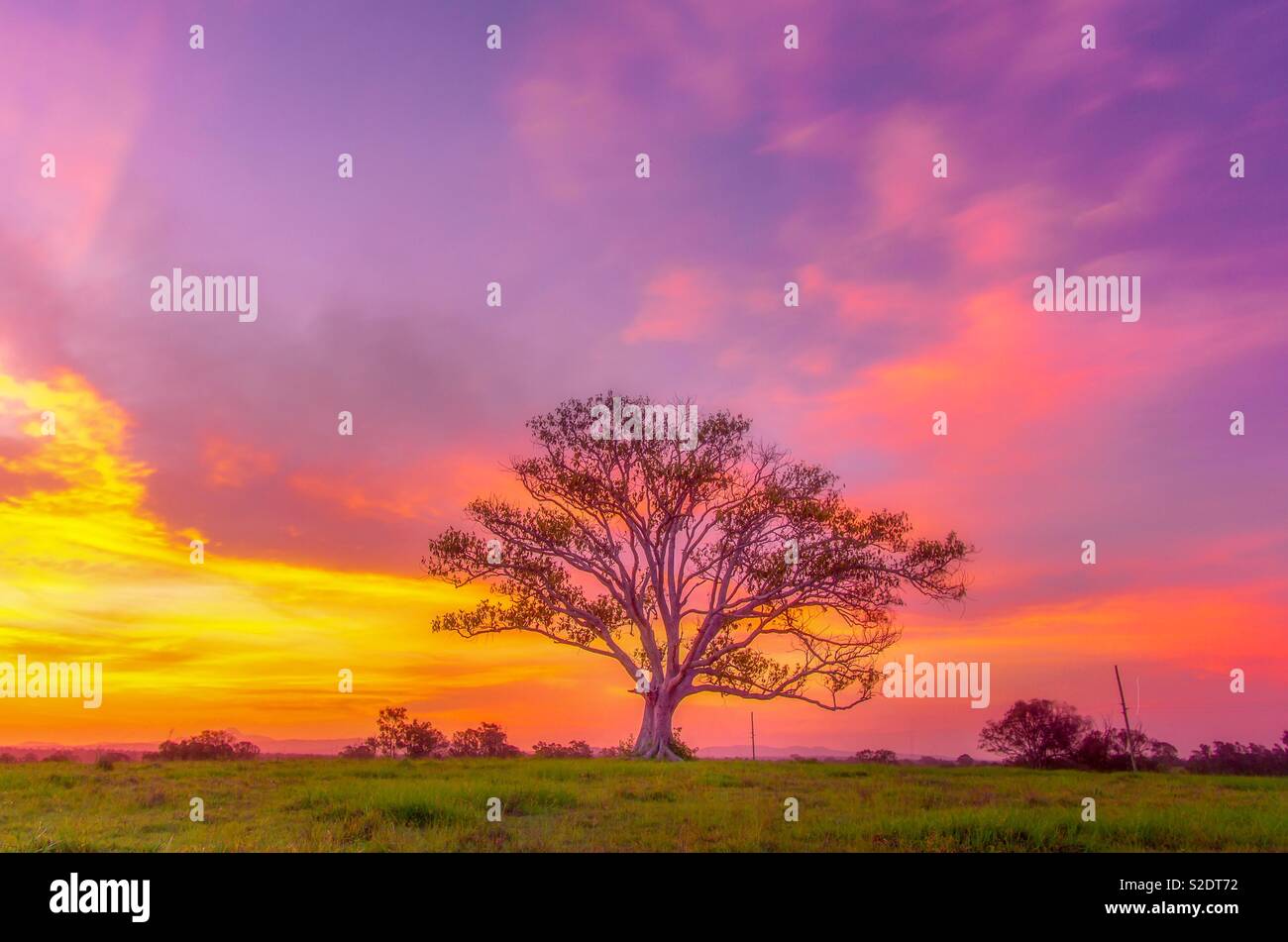 Lonely tree, Jimboomba, QLD Stock Photo Alamy