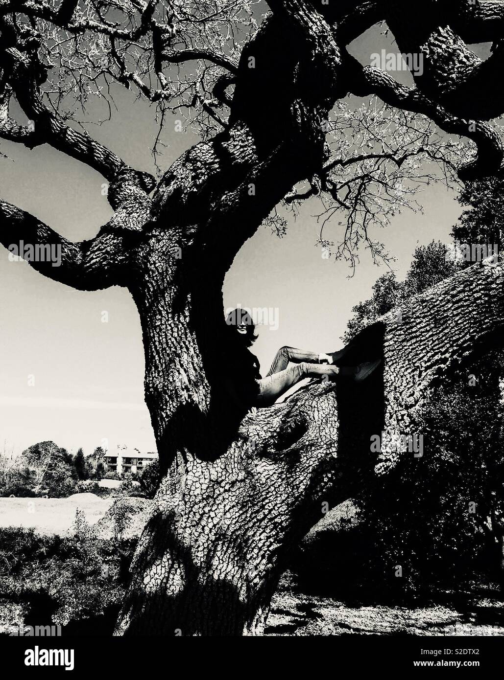 Black white oak tree hi-res stock photography and images - Alamy