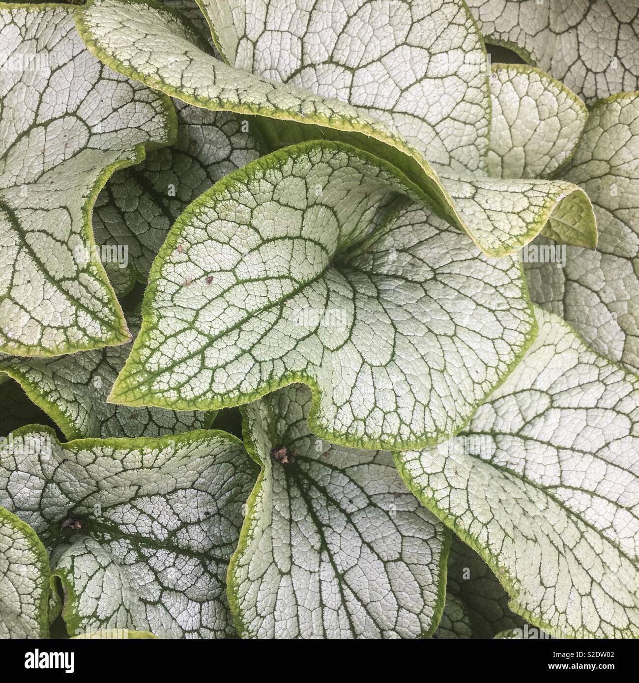 Brunnera Macrophylla - textured plant leaves and foliage Stock Photo