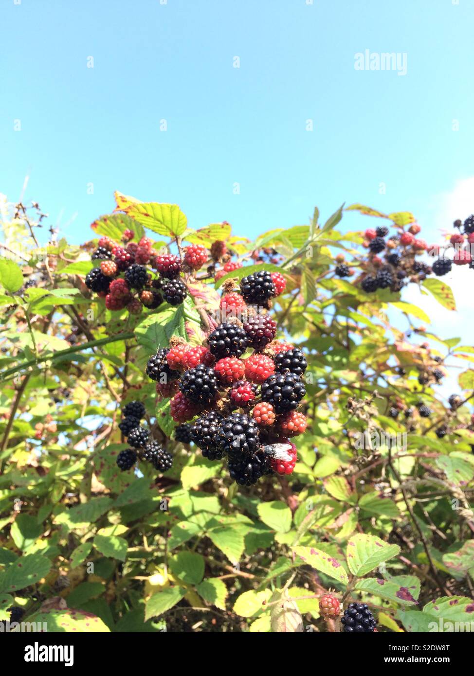 Wild blackberries uk Stock Photo Alamy