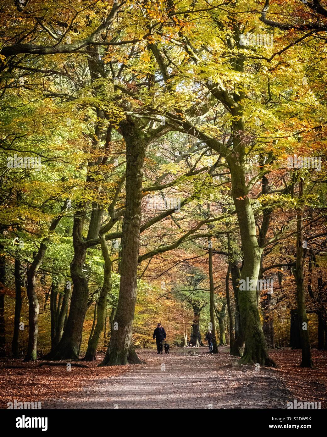 A Walk through the Woods. Judy Woods, Bradford. Stock Photo