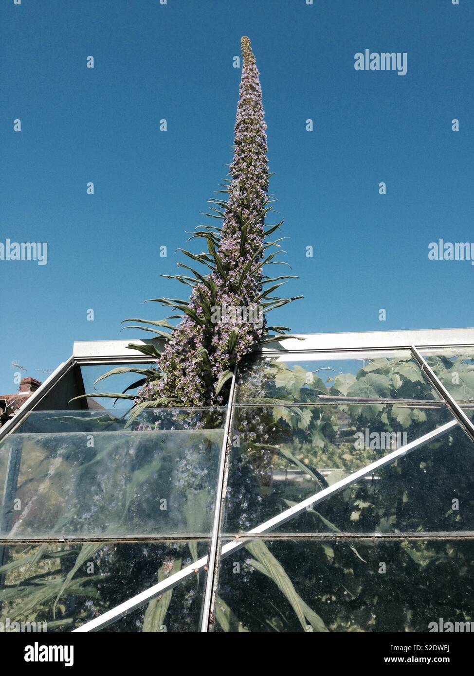 Echium pininana grows through a greenhouse roof - Smartphone Captured Stock Image