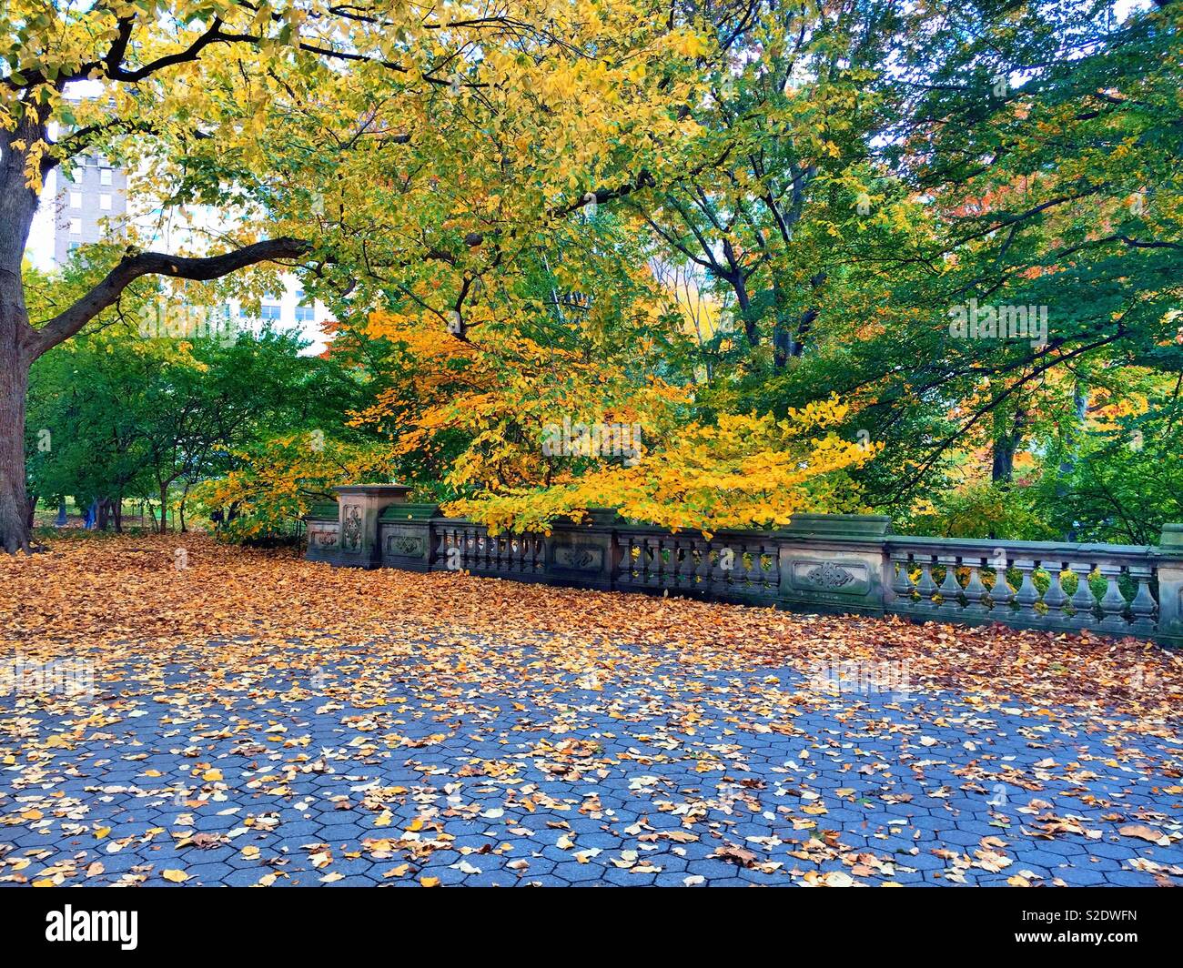 Autumn leaves cover the path way over glade arch near Cedar Hill in Central Park, NY C, USAA - Smartphone Captured Stock Image