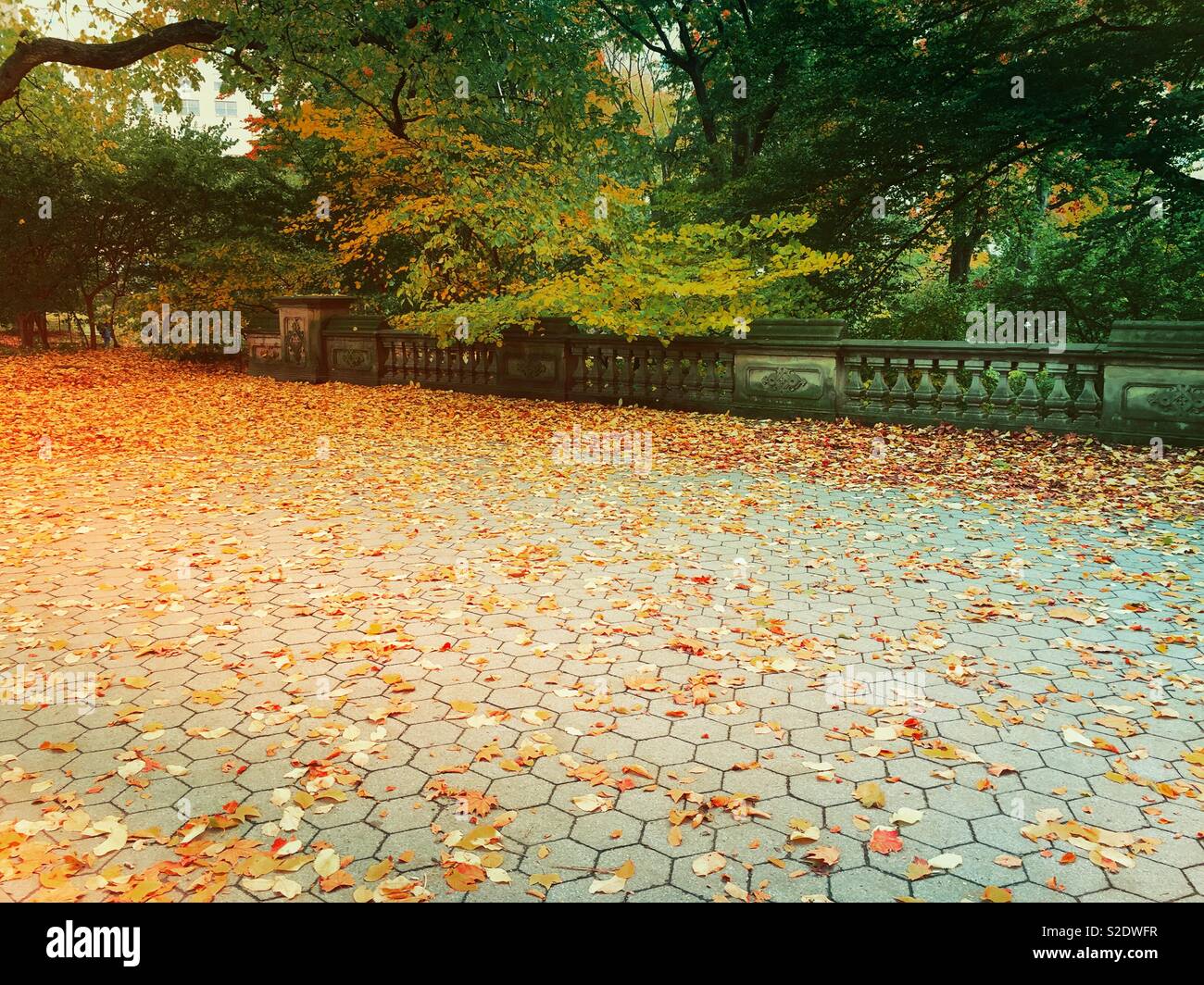 Autumn in Central Park with fallen leaves on the path way over glade arch nearest Cedar Hill, NYC, USA - Smartphone Captured Stock Image