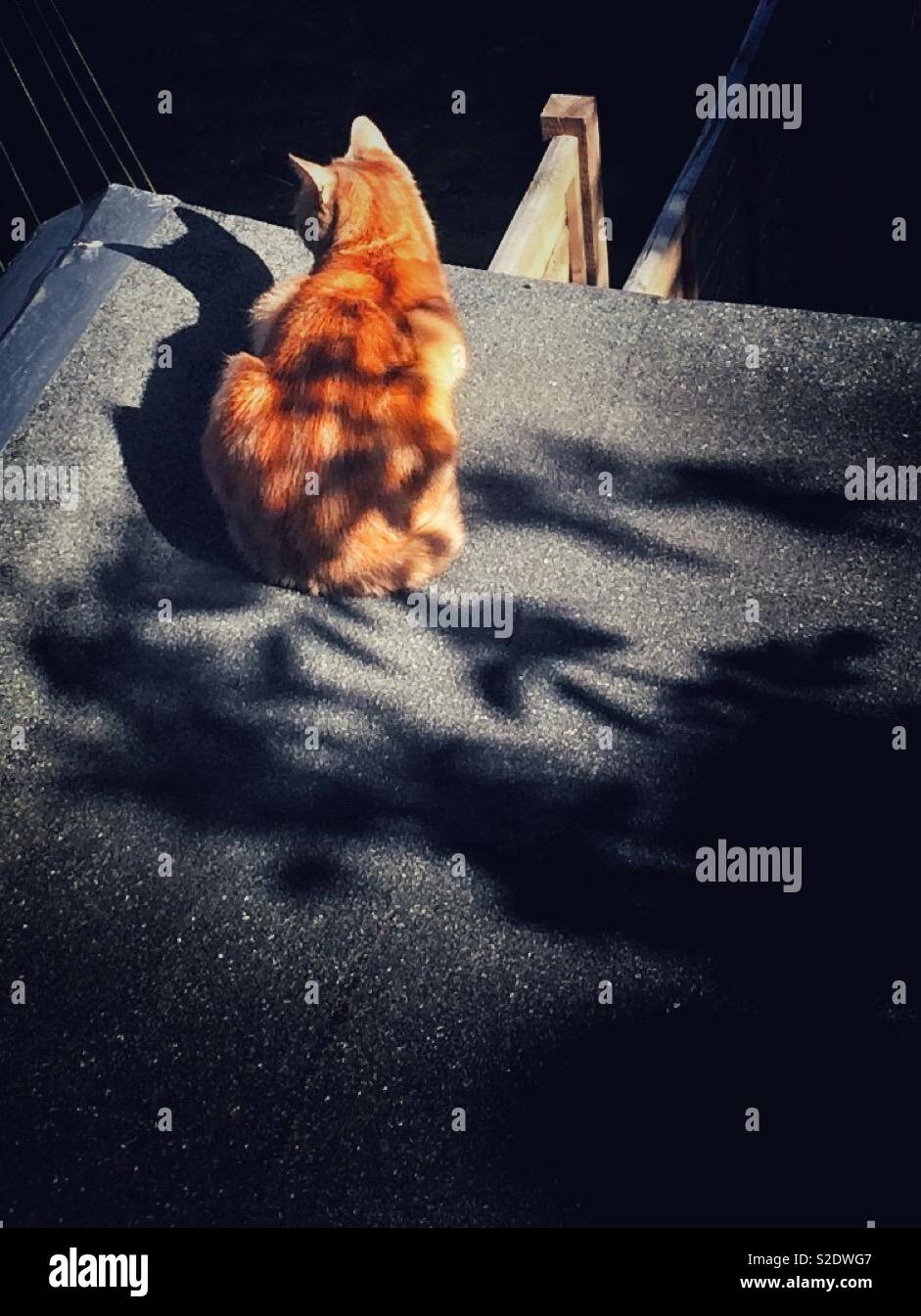 Ginger cat - Smartphone Captured Stock Image