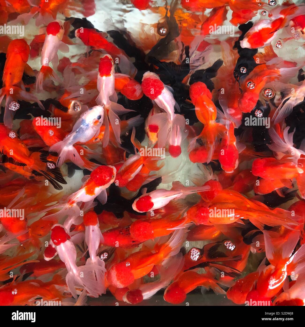 Do Koi Have Live Births