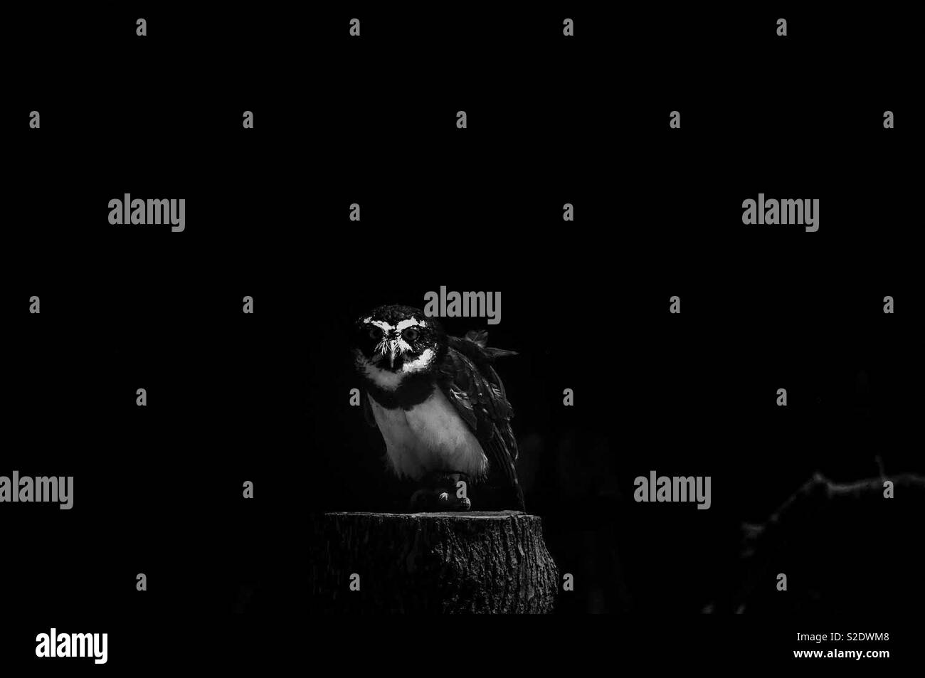 Owl in the dark staring at the camera. Stock Photo