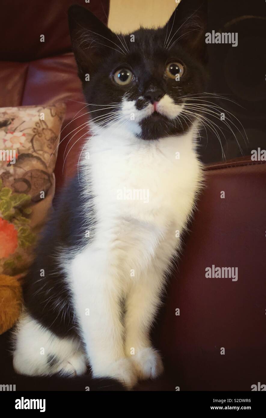 Black and white kitten Stock Photo Alamy