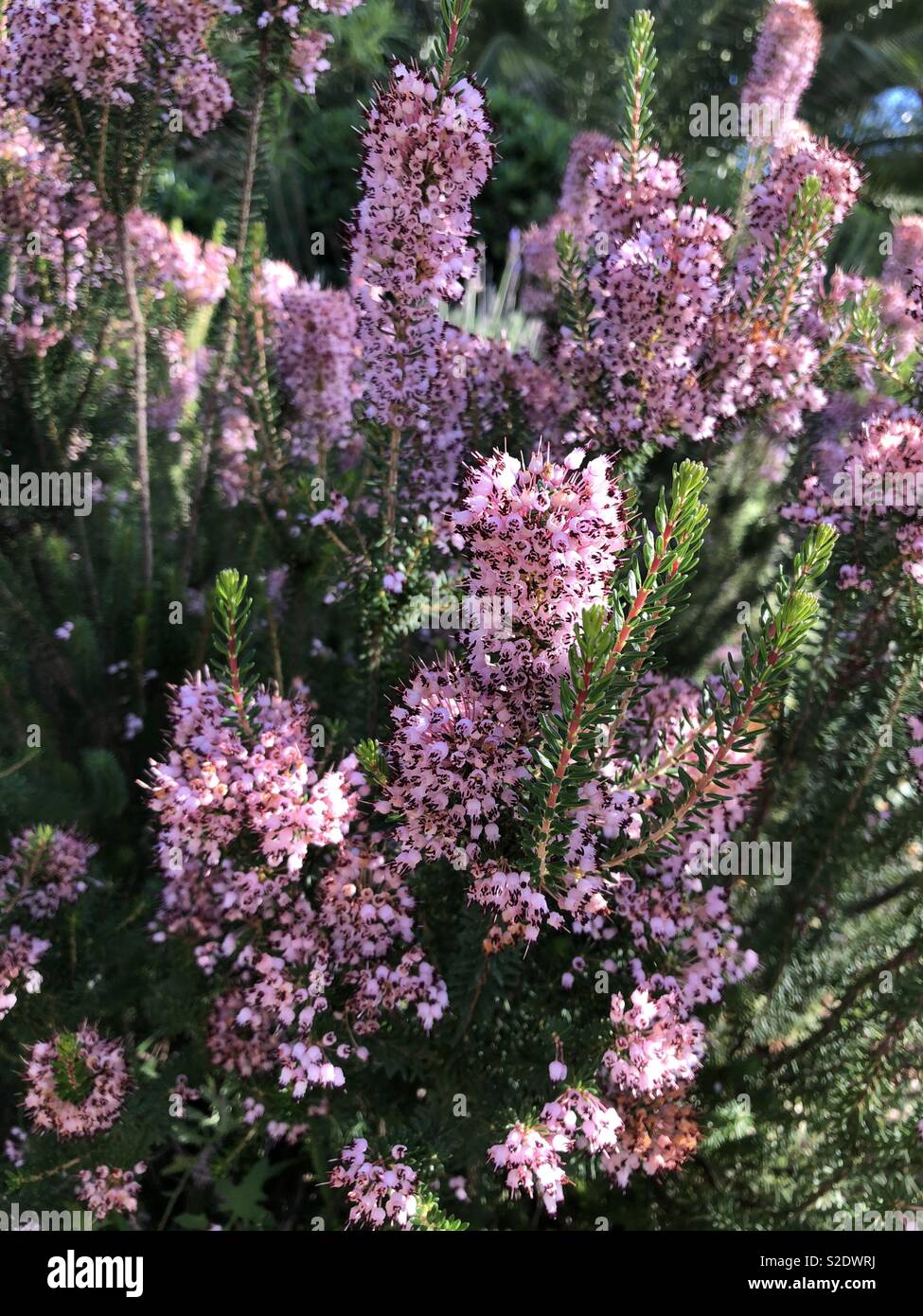 Heather plant with pink flowers Stock Photo