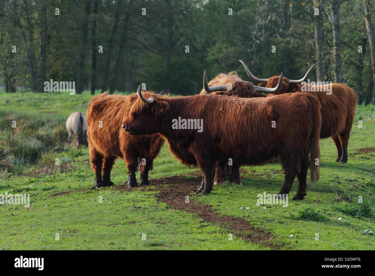 Scottish highland cows with big horns in a meadow Stock Photo - Alamy