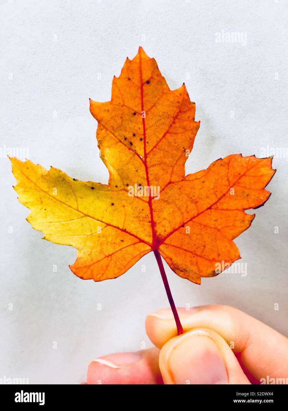 Person holding ombré colored yellow and orange leaf between fingers - Smartphone Captured Stock Image
