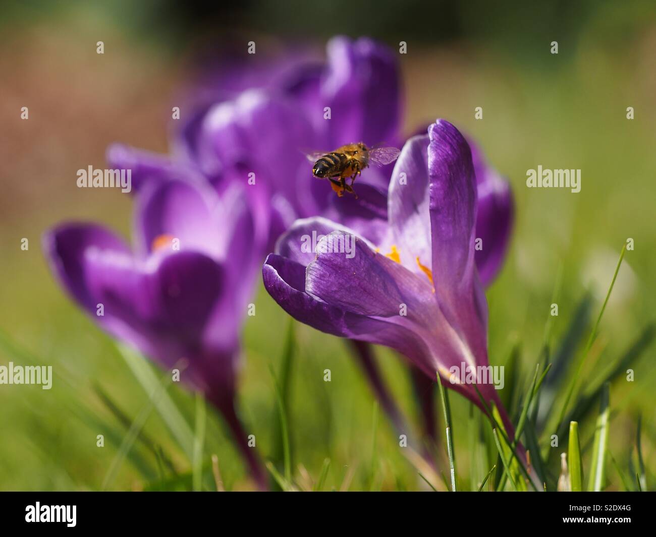Bee flying to a purple flower in search of pollen - Smartphone Captured Stock Image