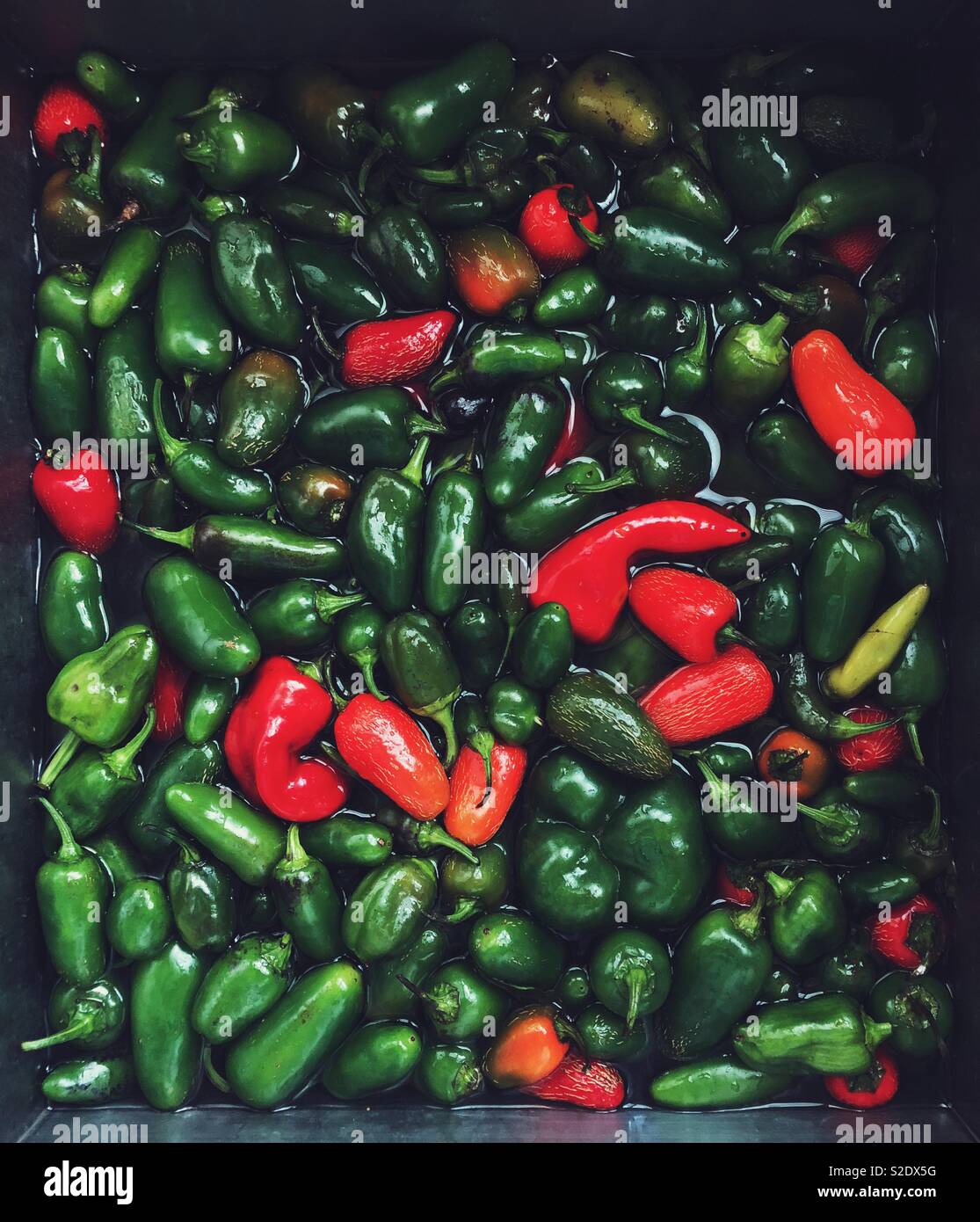 Large quantity of fresh picked green and red jalapeños getting washed in sink full of water Stock Photo