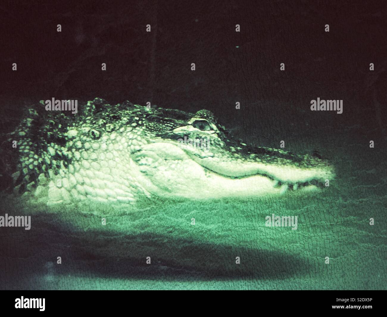 Creative side view portrait of alligator head swimming underwater looking at camera Stock Photo