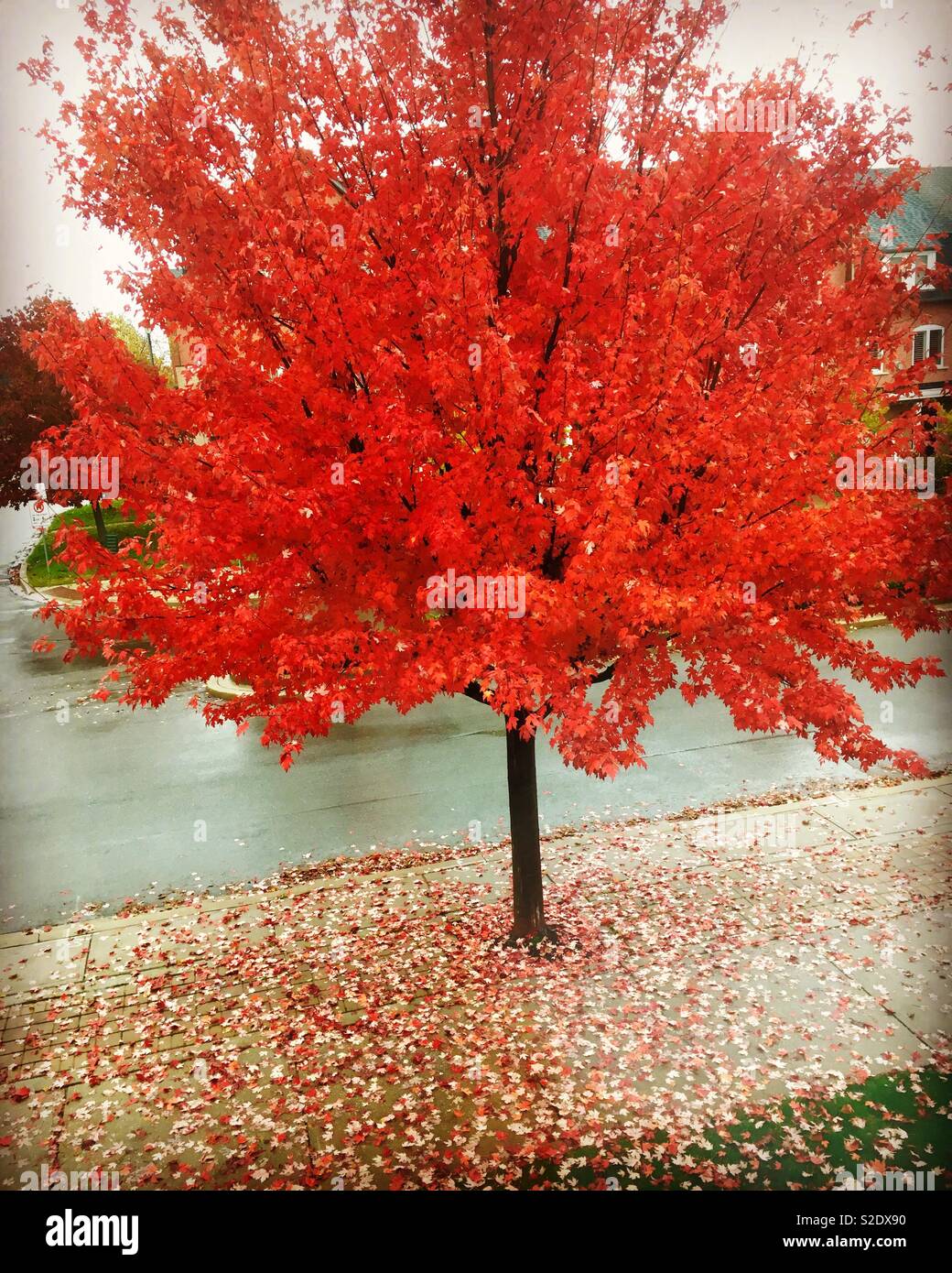 Fall colours. Stock Photo